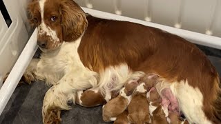 Newborn Welsh Springer Pupppies born!