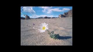 Download lagu Islam Sobhi اسلام صبحي - Adhan | Ruqyah |al Fatiha- Ayatul Kursi |al Mulk-Ar Rahman | الرقيه الشرعيه