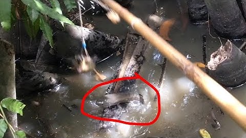 Câu cá lóc nhấp cá bằng vịt con, chiêm ngưỡng pha bay táp đẹp mắt hấp dẫn, cận cảnh ổ cá quá khủng