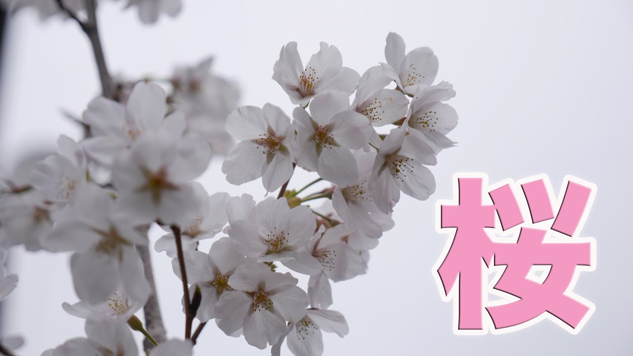 I planted a cherry tree! - YouTube