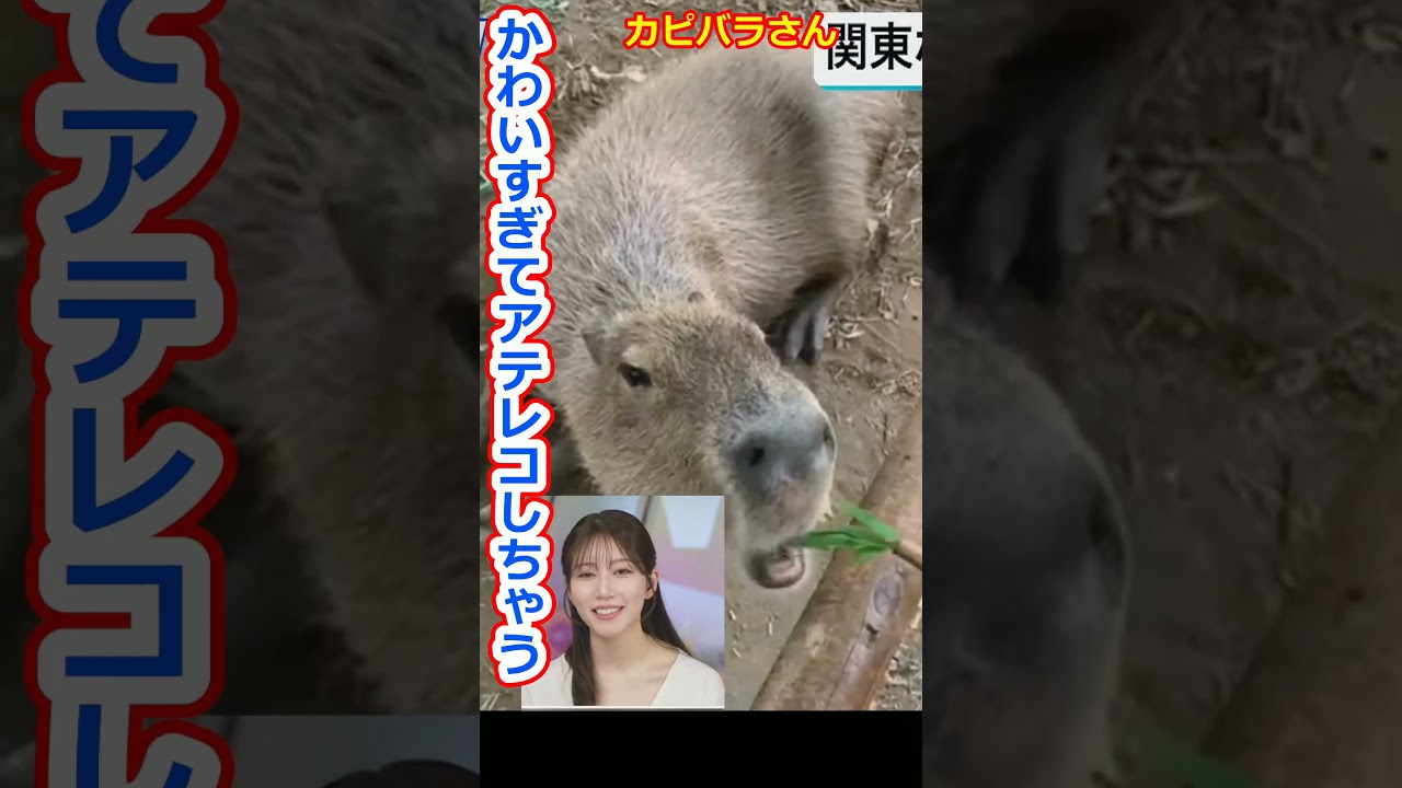 【魚住茉由】突然カピバラさんにアテレコしちゃう不思議ちゃん系美人お天気キャスターおまゆ【ウェザーニュースLiVE切り抜き】 #かわいい