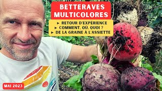 Retour d&#39;expérience ► Les betteraves multicolores (ça claque !) 😋😋