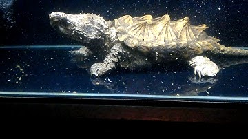 Rùa alligator snapping (alli gold) săn mồi