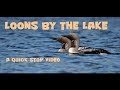 Black throated loon - A bird photography opportunity
