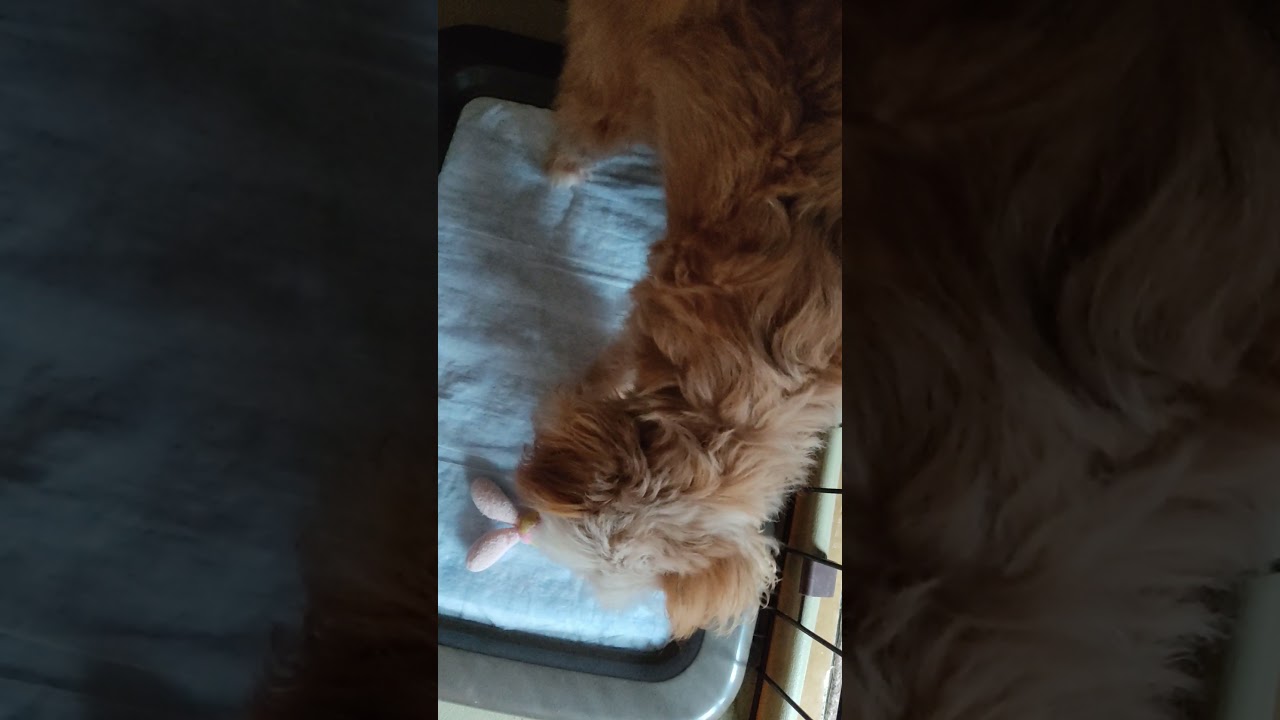 我が家の犬 今日もおもちゃを振り回すチワプー Shorts Youtube 我が家の犬 今日もおもちゃを振り回すチワプー Shorts Youtube