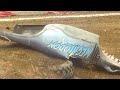 Megladon monster jam freestyle loses entire body  monsterjam megladon shark  monstakoreracing