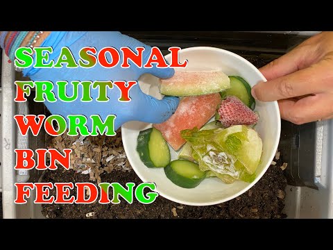 Red Wigglers Fed Summer Treats After 2 Weeks With Just Bedding | Vermicompost Worm Farm