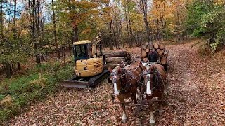 Draft Horses And Equipment Working Together In The Woods