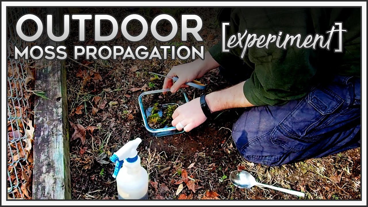 Outdoor Moss Propagation [experiment]