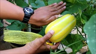 Tips Sukses Budidaya Melon Oriental