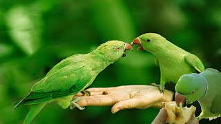 Super-Cute Parrot Sounds / صوت ببغاء الدرة الخضراء للتحفيز على التغريد والتزاوج