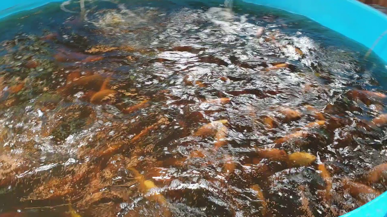 nila merah umur 4 bulan 