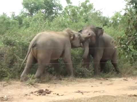 elephant attack.MPG