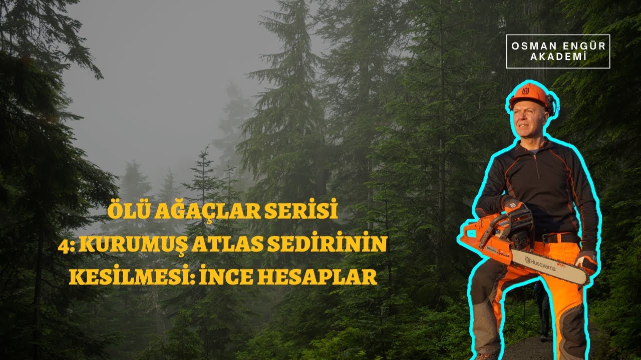 Ölü ağaçlar serisi 4: Kurumuş Atlas Sedirinin Kesilmesi: İnce hesaplar