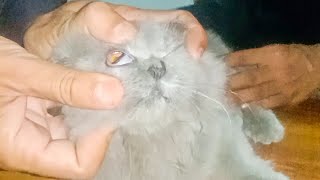 How To Treat Feline Panleukopenia At Home / Feline Parvo treatment.