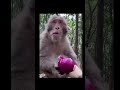 Monkeys funny movment #monkey #funny #beautiful #music #amazing