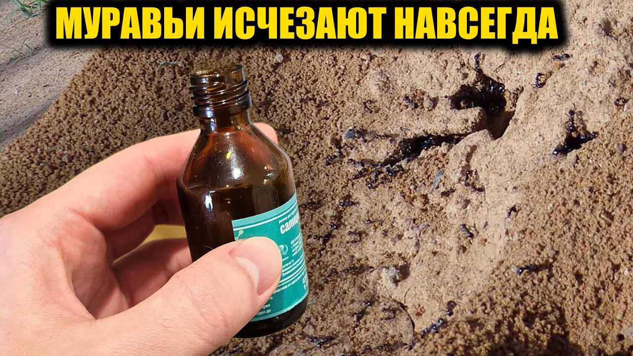 Избавилась от муравьев и тли навсегда за 1 минуту, рабочий способ от опытной дачницы!