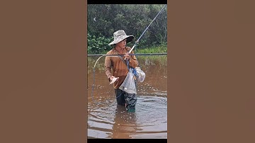 Bắt Cá Thác Lác Ruộng Mùa Nước Nổi #shorts #bắtcáThácLác