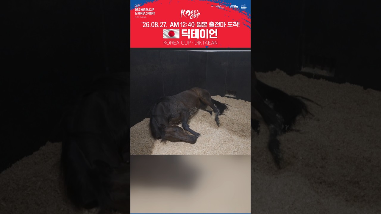 2026 코리아컵 출전마! 일본 딕테이언이 왔어요 #diktaean #koreacup #ディクテオン