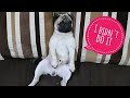 Guilty dog drama  cutest  funniest  simbas pug life