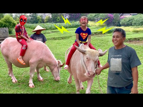 Superhero Lucu Supergirl & Deadpool Naik Kerbau Bule di Kuntum Farmfield Bogor