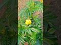 How to grow marigold plant from stem  gardening  marigold plant  plant care