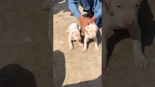Pure bully puppy dog #shortsfeed #puppy #doggielife @Street_Dog_Pluto @animalshorts8