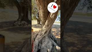 #iloveyou #olive #natura #amnewbutnottheleast #oliveoil #organic #organicfarming