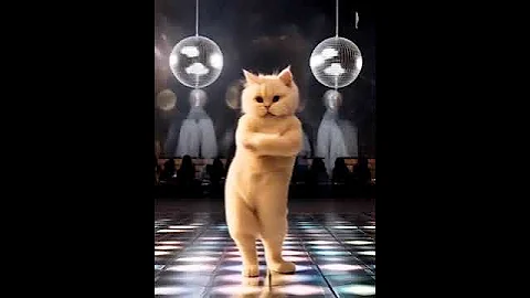 Watch the video about The little cute cat is dancing