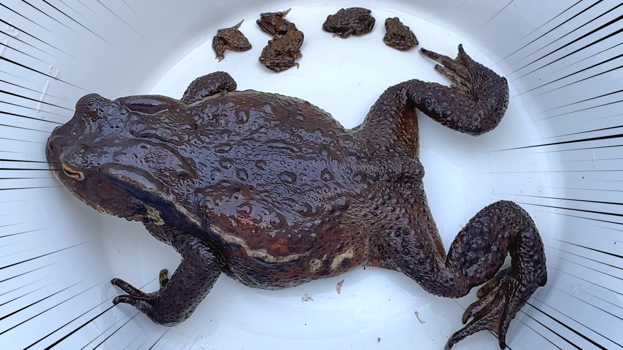 A giant frog appeared in the middle of winter deep in the