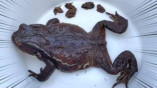 A giant frog appeared in the middle of winter deep in the