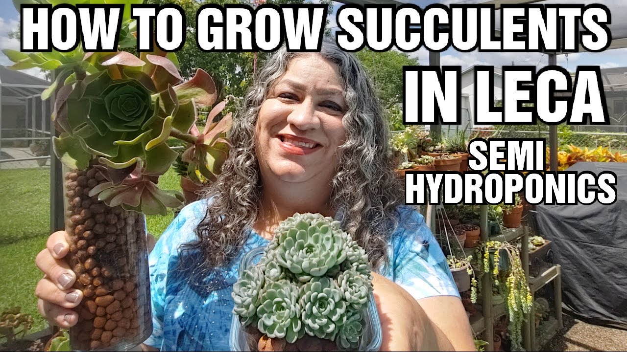 How to grow succulents and root cuttings in Leca YouTube