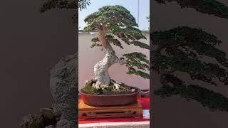 บอนไซข่อย โคตรสวย ที่อินโดนีเซีย สมาคมบอนไซไทย ThaiBonsaiAssociation bonsai bonsaitree