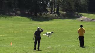 Percy coursing the bag bunny by Gimme 5 Dog Training with Serendipity Sighthounds 91 views 4 weeks ago 1 minute, 6 seconds