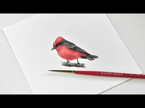 Video: Flycatcher - a miniature and beautiful bird