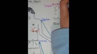 Directional Terms used in A&P