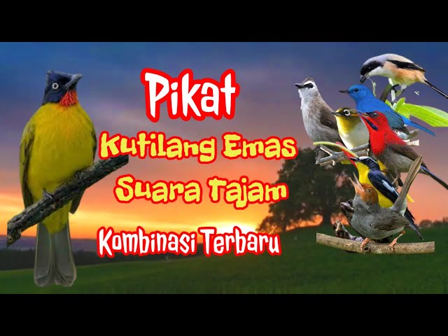 pikat kutilang emas | suara tajam || kombiansi Terbaru class=