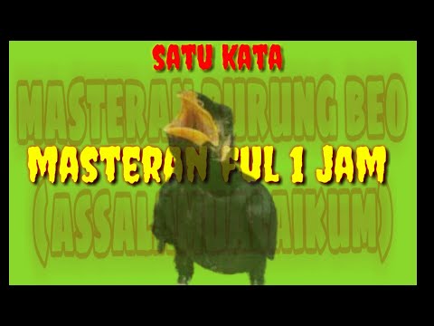Masteran burung beo ASSALAMUALAIKUM