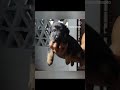#pets #