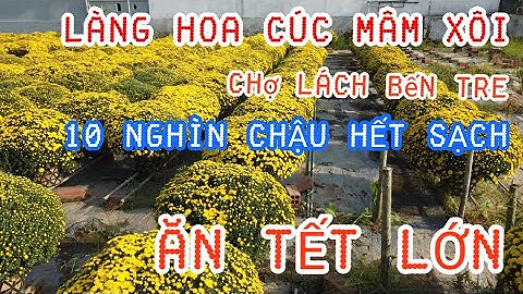 Chiêm ngưỡng vườn cúc mâm xôi lớn nhất miền tây làng hoa Chợ Lách  Cái Mơn Bến Tre:Chợ Hoa Tết 2022