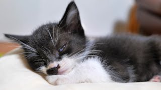A kitten running around energetically even in a dream🐈 by Pastel Cat World 35,557 views 1 month ago 2 minutes, 6 seconds
