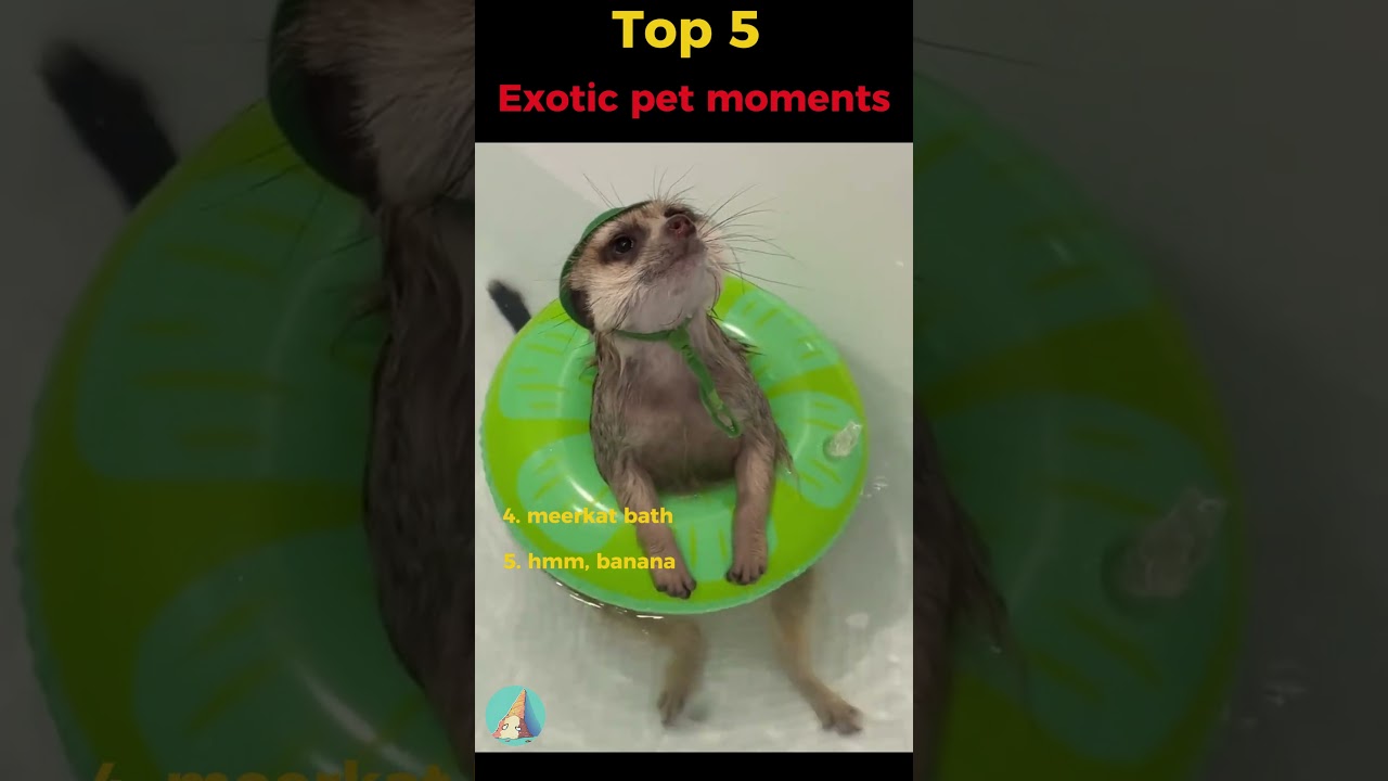 Top 5 Exotic Pet Moments