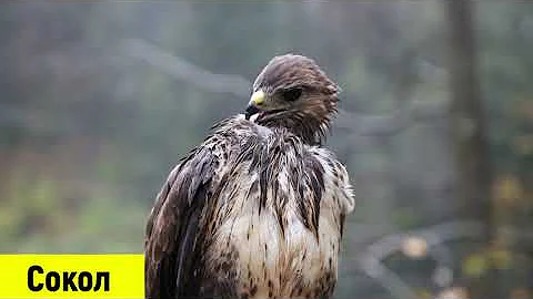 Птицы. Названия и голоса птиц.