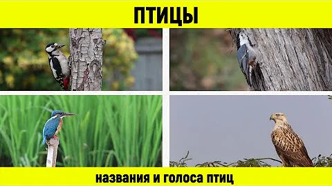 Птицы. Названия и голоса птиц.