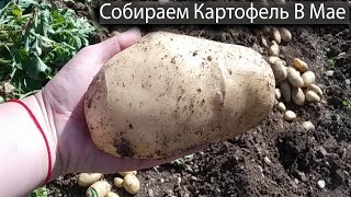 СОБИРАЕМ БОЛЬШОЙ УРОЖАЙ КАРТОФЕЛЯ В МАЕ. Секрет урожая картошки!!! How To Hervest Potato in MAY???