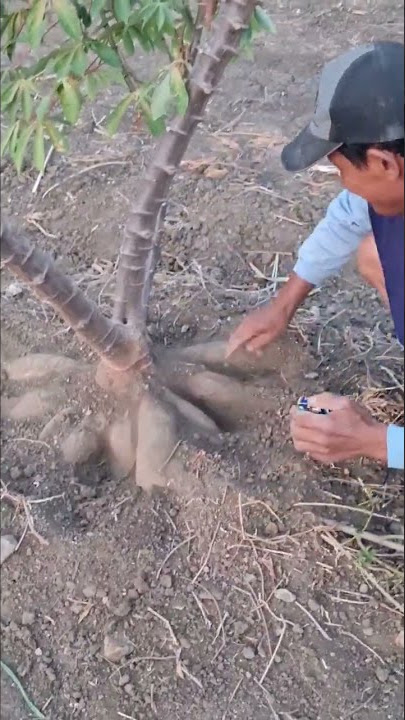 Panen Singkong #singkong #petani #petaniindonesia #short