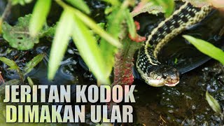 Suara Jeritan Kodok DImakan Ular