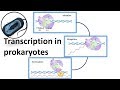 Prokaryotic Transcription overview