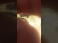 hasbi rabbi #baby #cute #beautful #cutebaby #shortsviral #ytshorts #goviral