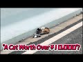 🚗🐾"Why is a Dying Cat Worth Over Ten Thousand Dollars?"💸#animals #rescue #cat #kitten